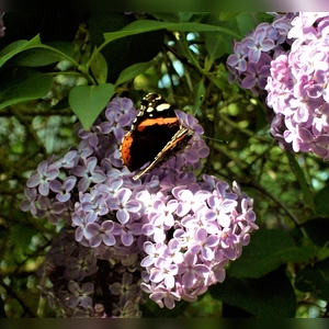 Fliederduft lockt Schmetterling - gesehen bei Uehlfeld. (Foto: Cornelia Voigt)