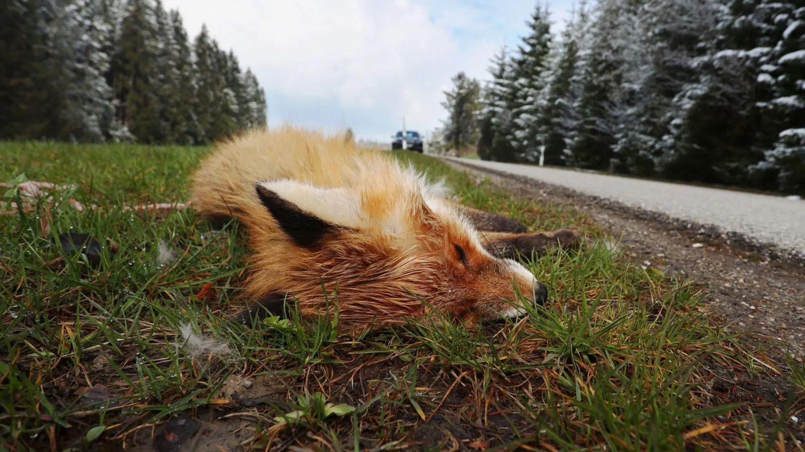 Ein Fuchs wurde mit einer illegalen Stahlfalle gefangen. (Illustrationsbild) (Foto: Karl-Josef Hildenbrand/dpa)