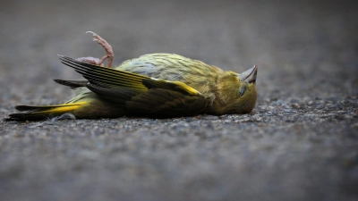 Wer einen toten Vogel im Garten findet, kann ihn entweder begraben oder im Hausmüll entsorgen. (Foto: Karl-Josef Hildenbrand/dpa/dpa-tmn)