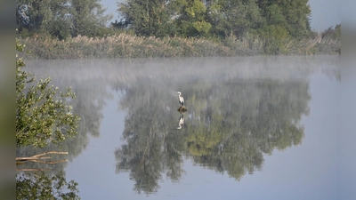 Die Vogelinsel im Altmühlsee ist ein Refugium für viele Tiere und Pflanzen. Angesichts der Attraktivität des Fränkischen Seenlands insgesamt verzeichnen die Touristiker hier steigende Übernachtungszahlen.  (Foto: Manfred Blendinger)