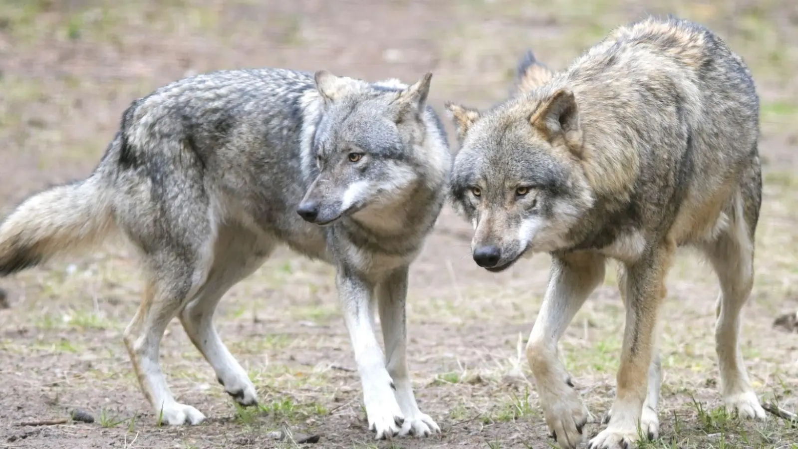 Die bayerische Wolfsverordnung ist ab sofort unwirksam. Nach dem Urteil des Bayerischen Verwaltungsgerichtshof kündigte die Staatsregierung aber sofort eine inhaltliche Neuauflage an. (Archivbild) (Foto: Soeren Stache/dpa-Zentralbild/dpa)