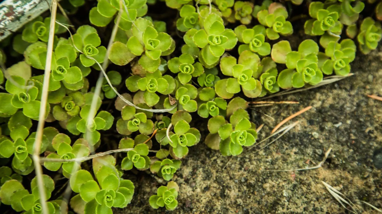 Die Kaukasus-Glanzfetthenne (Phedimus spurius) wird wegen der „belegten negativen Wirkungen auf verschiedene einheimische Pflanzenarten“ als invasive gebietsfremde Art für Deutschland bewertet. (Foto: Christin Klose/dpa-tmn)