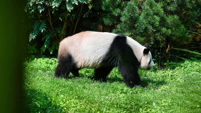 Forscher von der Universität Tübingen haben einen Vorläufer vom Panda im Allgäu entdeckt (Foto: Paul Zinken/dpa)