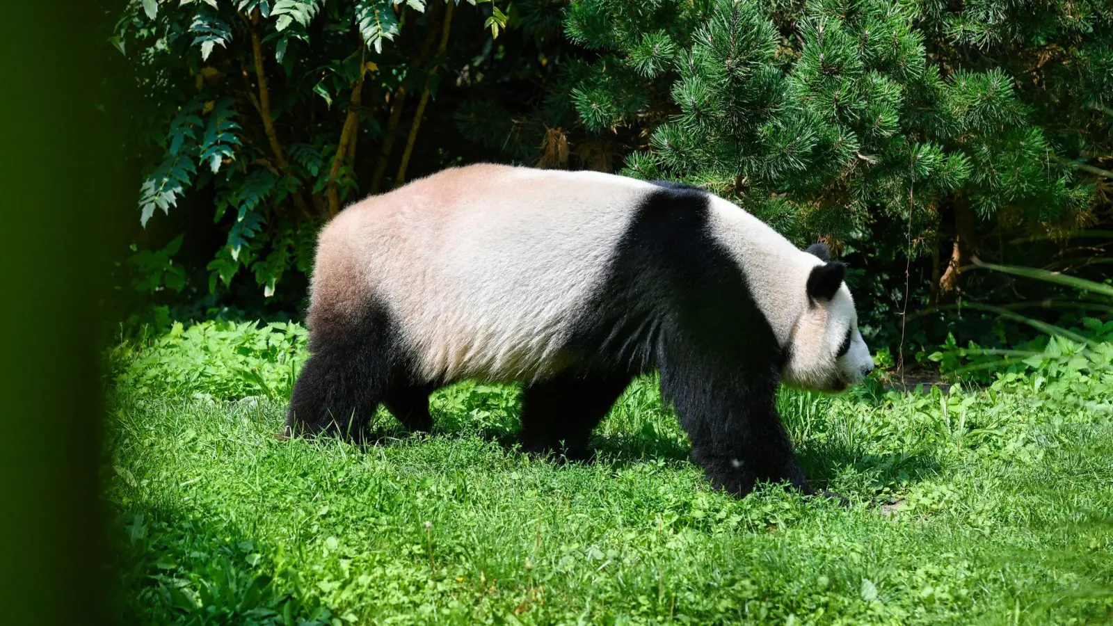 SYMBOLBILD Forscher von der Universität Tübingen haben einen Vorläufer vom Panda im Allgäu entdeckt (Foto: Paul Zinken/dpa)