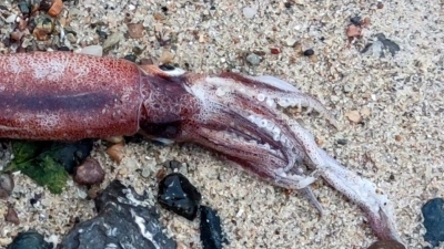 Ein Hobbyforscher hat an der Ostseeküste einen toten Kalmar gefunden. (Foto: Thomas Freiberg/dpa)