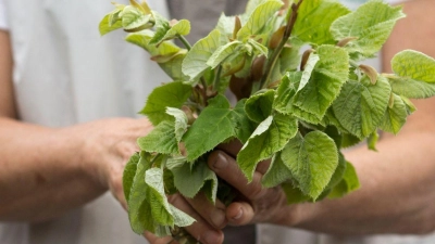 Meist nur als Heilkraut bekannt: Frisch gesammelte Lindenblätter schmecken auch im Salat. (Foto: Florian Schuh/dpa-tmn/dpa)