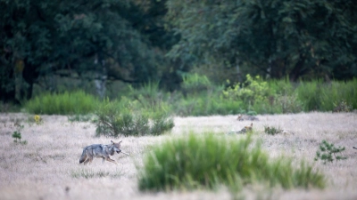 Wolfswelpen in der Döberitzer Heide (Archivbild). (Foto: Ingolf König-Jablonski/dpa-Zentralbild/dpa)