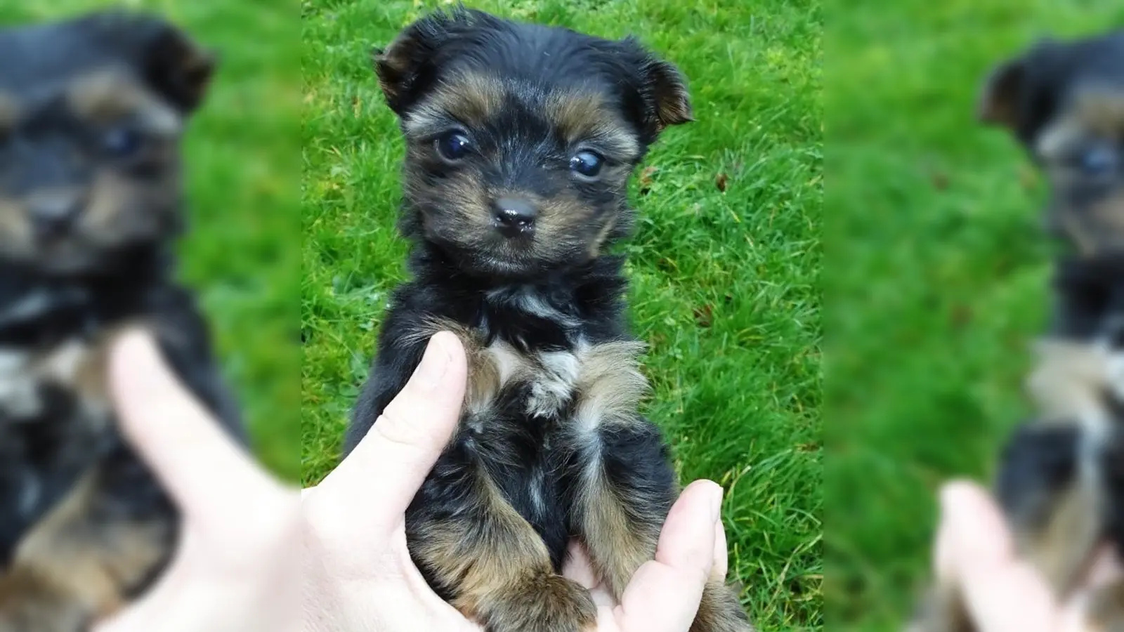 Wer ein Tier aufnehmen möchte, sollte sich überlegen, ob ausreichend Platz und Zeit für das neue Familienmitglied vorhanden sind. (Foto: Veterinäramt Ansbach)