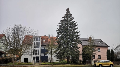 An seinem angestammten Platz im Vorgarten des Hauses der Familie Ehrmann in der Ansbacher Straße geht es dem Baum aktuell ganz gut. Er steht unter fachlicher Beobachtung. (Foto: Jürgen Binder)