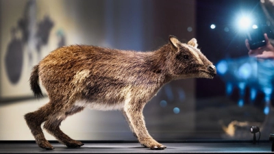 So könnte das Urpferdchen ausgesehen haben. (Foto: Andreas Arnold/dpa)