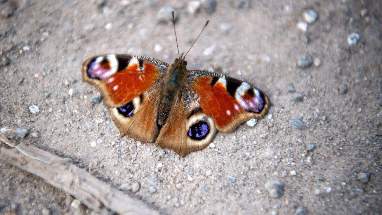 Verirrt sich ein Schmetterling in der kalten Jahreszeit ins Haus, sollte man ihn in einer Pappschachtel mit Luftlöchern an einem kühlen, dunklen Ort überwintern lassen. (Foto: Sina Schuldt/dpa/dpa-tmn)