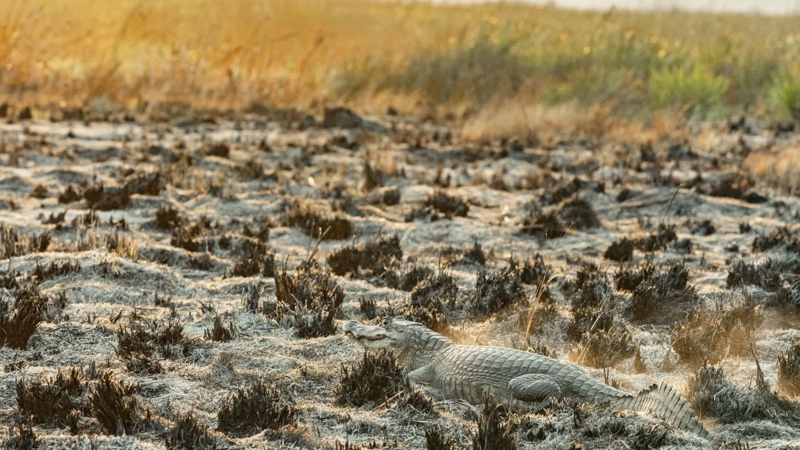 Die Brände im Iberá-Nationalpark bedrohen Tierarten wie Wasserschweine und Kaimane. (Foto: Matías Rebak/Stiftung Rewilding Argentina/dpa)