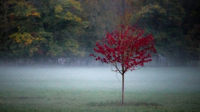 Nebel und Hochnebel, aber auch für den Herbst recht hohe Temperaturen erwartet der Deutsche Wetterdienst für die kommenden Tage in Bayern. (Symbolbild) (Foto: Daniel Vogl/dpa)