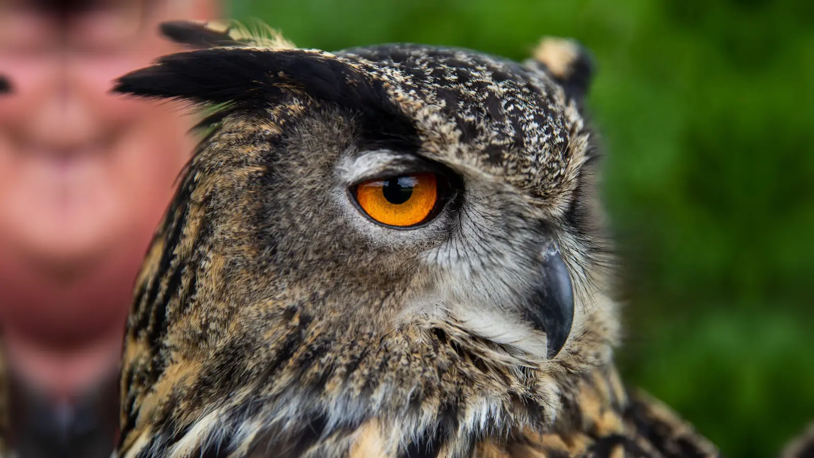 Viele Mäuse und Schutzkonzepte an Brutfelsen sind laut dem LBV für das Uhu-Rekordjahr verantwortlich. (Archivbild) (Foto: Daniel Karmann/dpa)