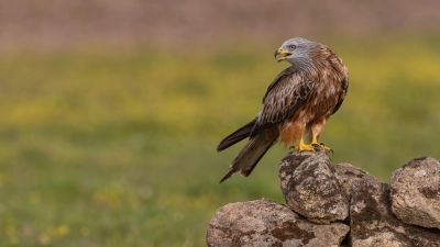 Auf dem Foto zu sehen ist ein Rotmilan. Im Mai wurde ein toter Vogel dieser Art bei Lipprichhausen aufgefunden. (Foto: Gunther Zieger)