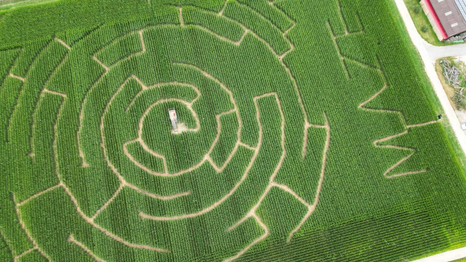 Kniffeliges Sommervergnügen: Blick auf ein Maislabyrinth, ein angelegter Irrgarten in einem Maisfeld in Altdorf. (Foto: Bernd Weißbrod/dpa)