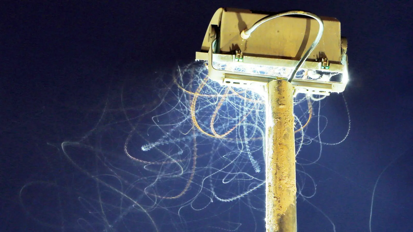 Schön anzuschauen - für Insekten allerdings eine tödliche Falle. (Symbolbild) (Foto: Fredrik Von Erichsen/dpa)