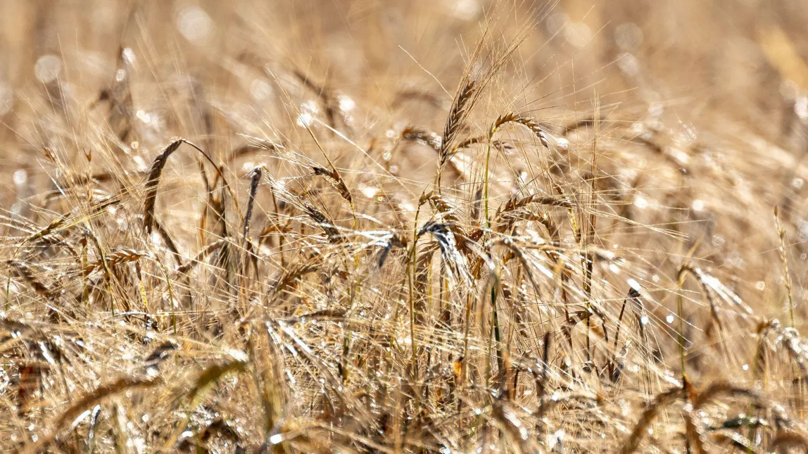 Die Bauern wünschen sich dringend Sonne, um die Ernte einfahren zu können. (Foto: Pia Bayer/dpa)