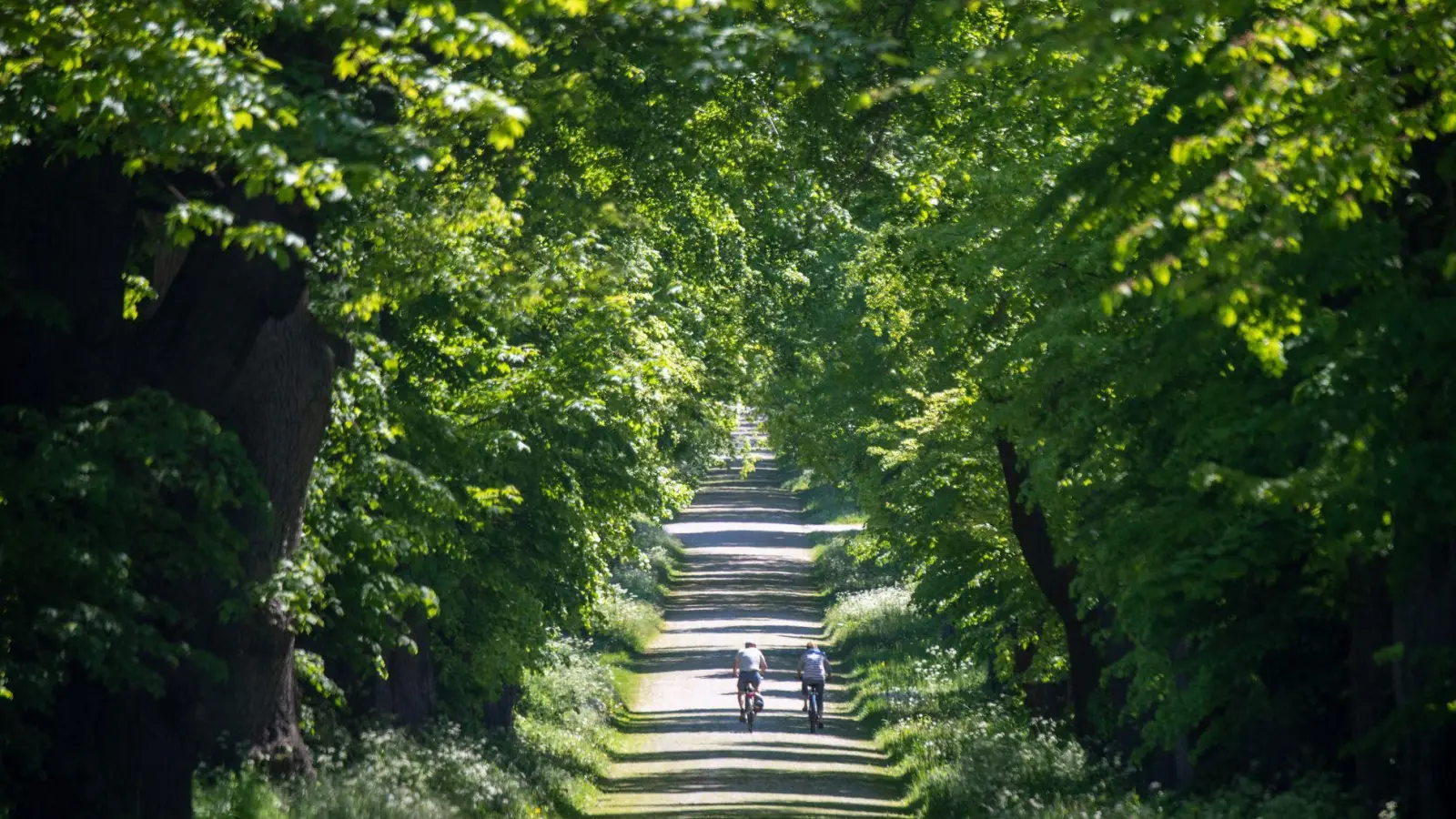 Auf der Allee zwischen Stralsund und Greifswald: Fahrradfahrer bei sonnigem Wetter. (Foto: Stefan Sauer/dpa/dpa-tmn)