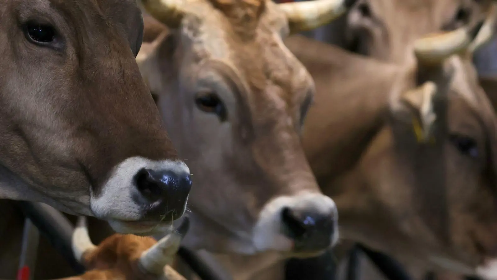 Welche Auswirkungen hat der Ausbruch der Maul- und Klauenseuche auf Bayerns Landwirtschaft? (Archivbild) (Foto: Karl-Josef Hildenbrand/dpa)