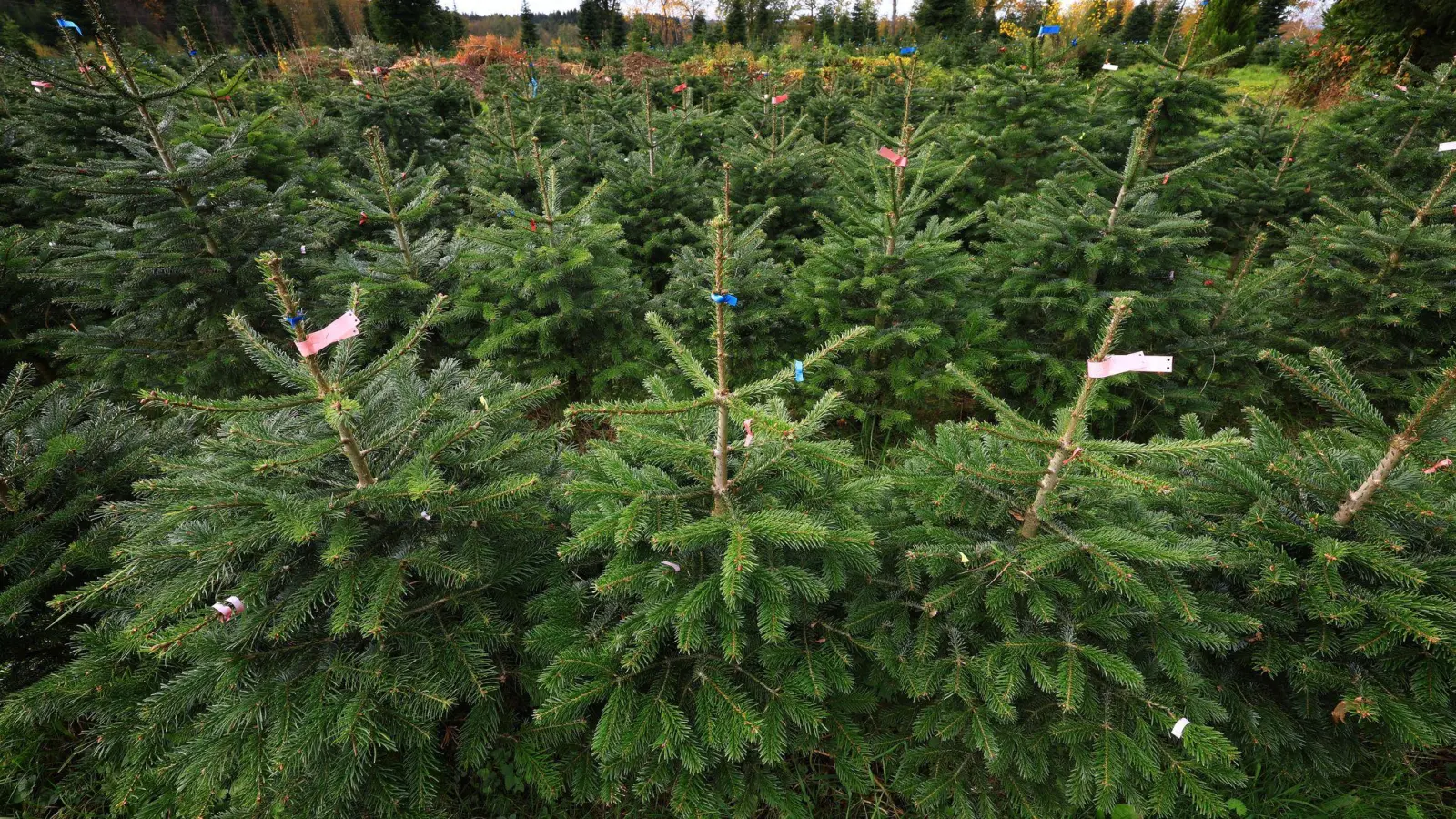 Rund 200 Christbäume haben Diebe im Landkreis Landshut gestohlen. (Archivbild) (Foto: Karl-Josef Hildenbrand/dpa)