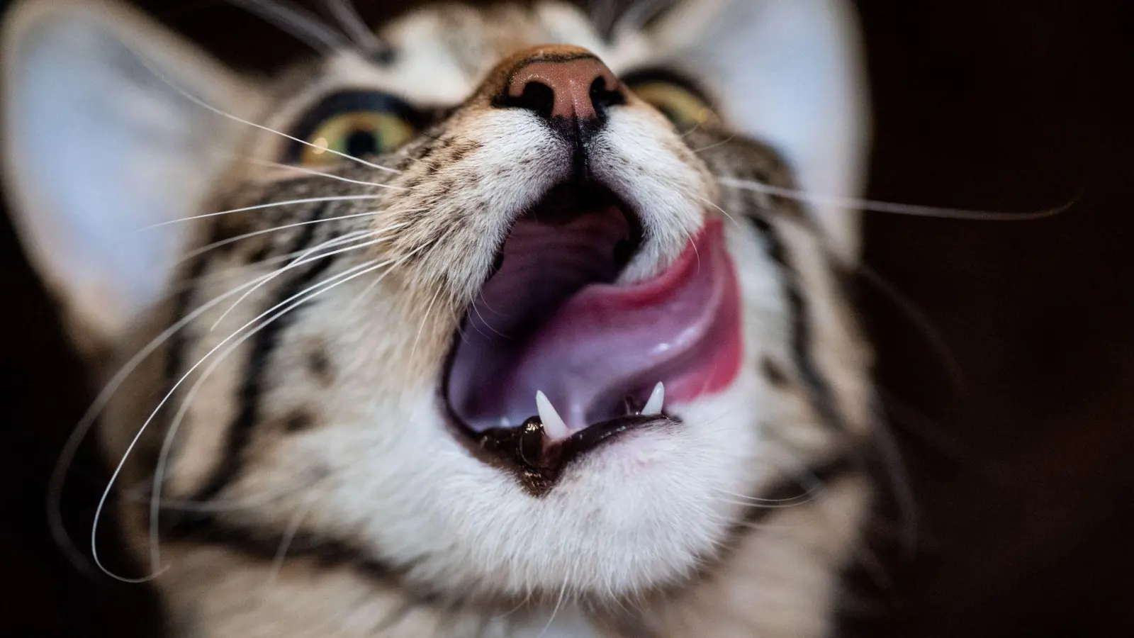 Hausmittel wie selbst gekochte Hühnerbrühe oder Katzenjoghurt sind in der Regel keine geeignete Lösung, wenn die Katze Magen-Darm-Probleme hat. (Foto: Franziska Gabbert/dpa-tmn)