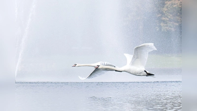 Unbeschwertheit in der Luft: Zwei Schwäne fliegen über den Holler See vor dem Parkhotel. (Foto: Sina Schuldt/dpa)