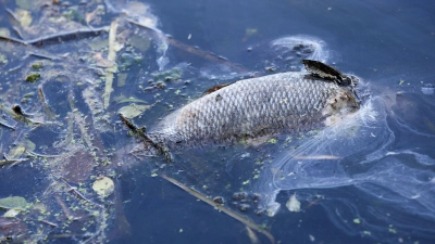 „An einigen Stellen der Bucht gibt es im Moment kein Leben mehr, unsere Fische sind durch Sauerstoffmangel gestorben.“ (Archivbild) (Foto: Bodo Marks/dpa)