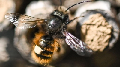 Überwintern oft alleine: Wildbienen. (Foto: Arne Dedert/dpa/dpa-tmn)