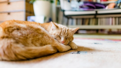 Alt, aber noch längst nicht fertig: Ab dem Alter von zwölf Jahren gelten Katzen in der Regel als Senioren.  (Foto: Markus Scholz/dpa-tmn)