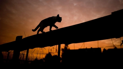 Katzen sind niedlich und beliebte Haustiere. Doch auch in Bayern gibt es Probleme mit verwilderten Katzen. (Archivbild) (Foto: Julian Stratenschulte/dpa)