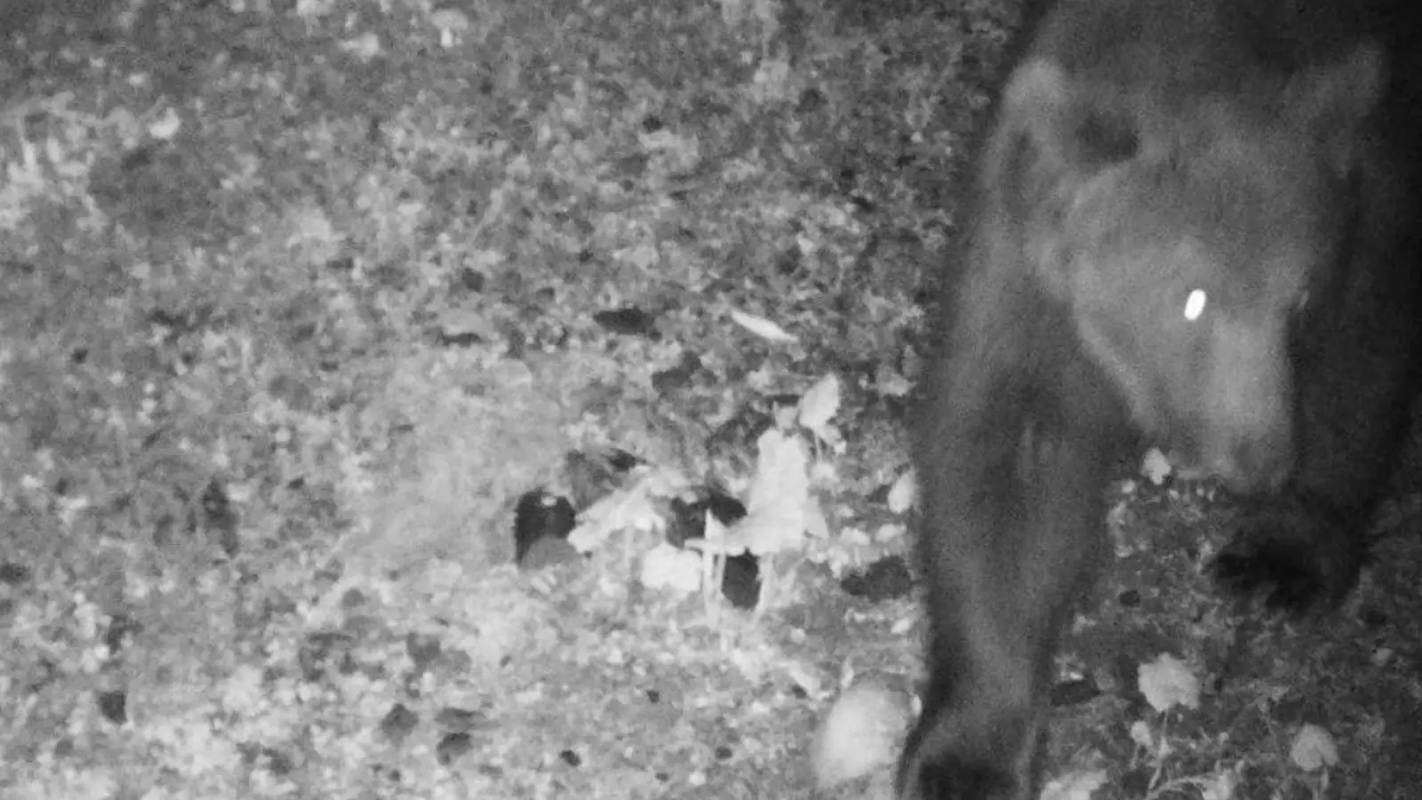 Eine Wildkamera fängt ein, wie ein Braunbär nachts durch das deutsch-österreichische Grenzgebiet tapst. (Foto: Reviermanagement/dpa)