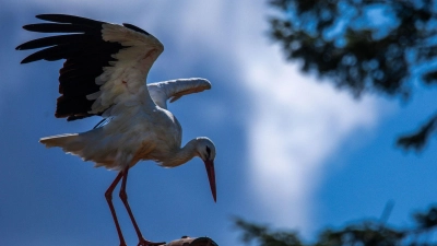 Erst vor rund 1000 Jahren kam der Storch nach Norddeutschland (Archivbild) (Foto: Jens Büttner/dpa)