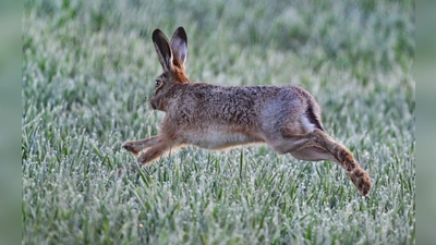 Tularämie kommt überwiegend bei Feldhasen vor, kann aber auch auf andere Tiere oder Menschen übertragen werden.  (Foto: Patrick Pleul/dpa)