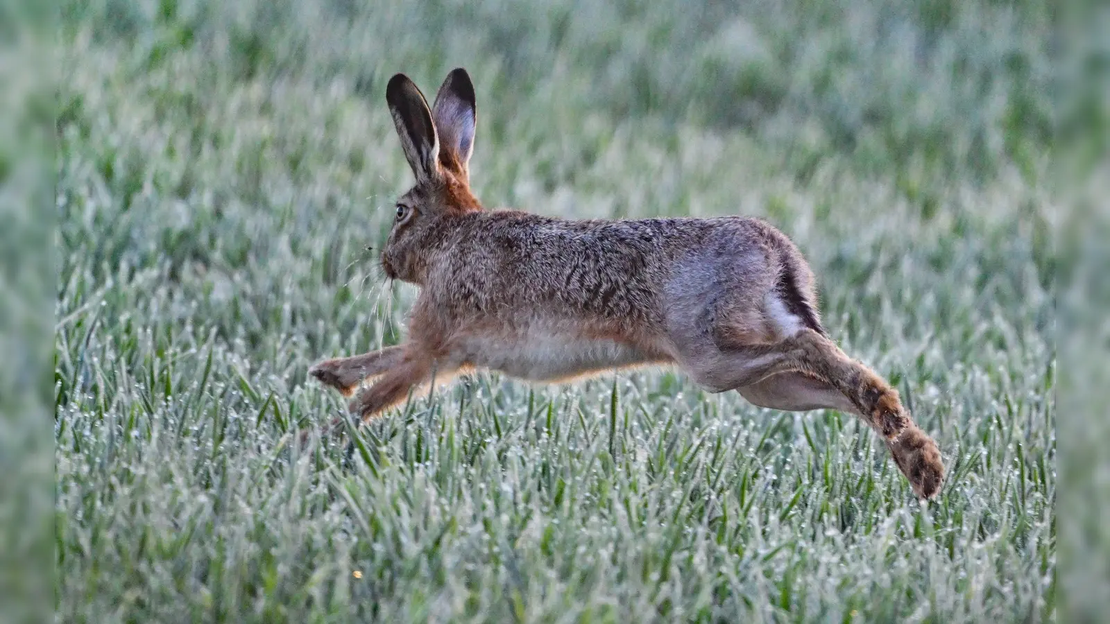 Tularämie kommt überwiegend bei Feldhasen vor, kann aber auch auf andere Tiere oder Menschen übertragen werden.  (Foto: Patrick Pleul/dpa)