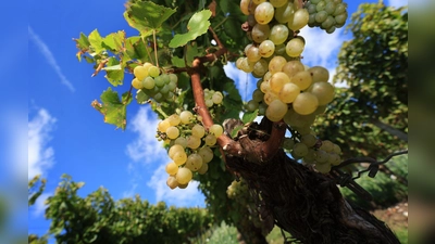 Die Weinlese in Franken neigt sich dem Ende.  (Foto: Karl-Josef Hildenbrand/dpa)