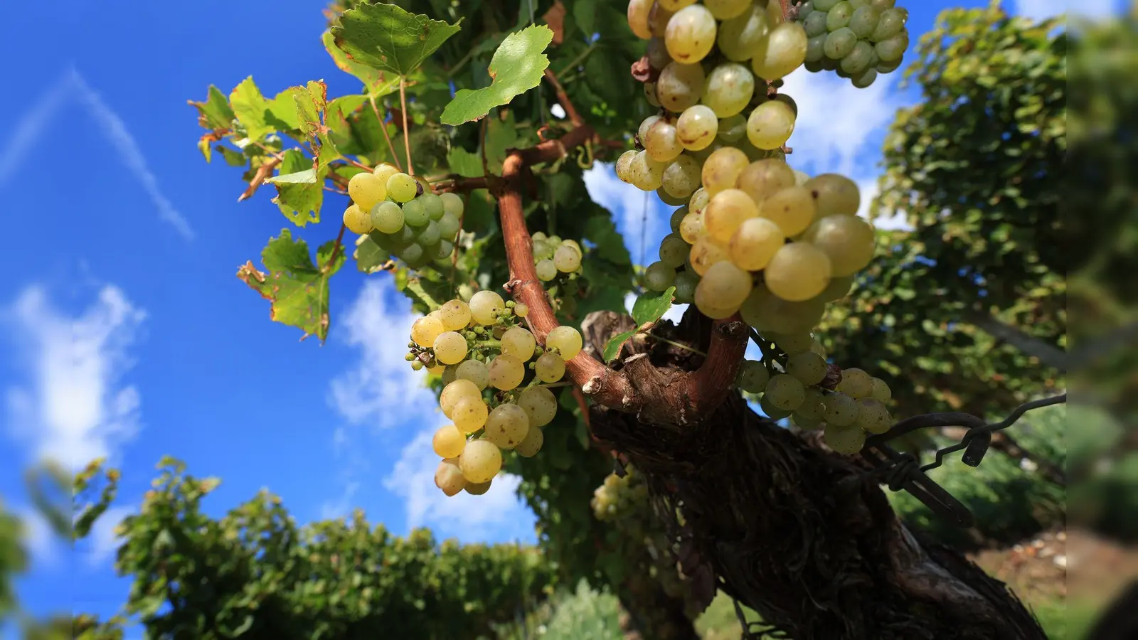 Die Weinlese in Franken neigt sich dem Ende.  (Foto: Karl-Josef Hildenbrand/dpa)