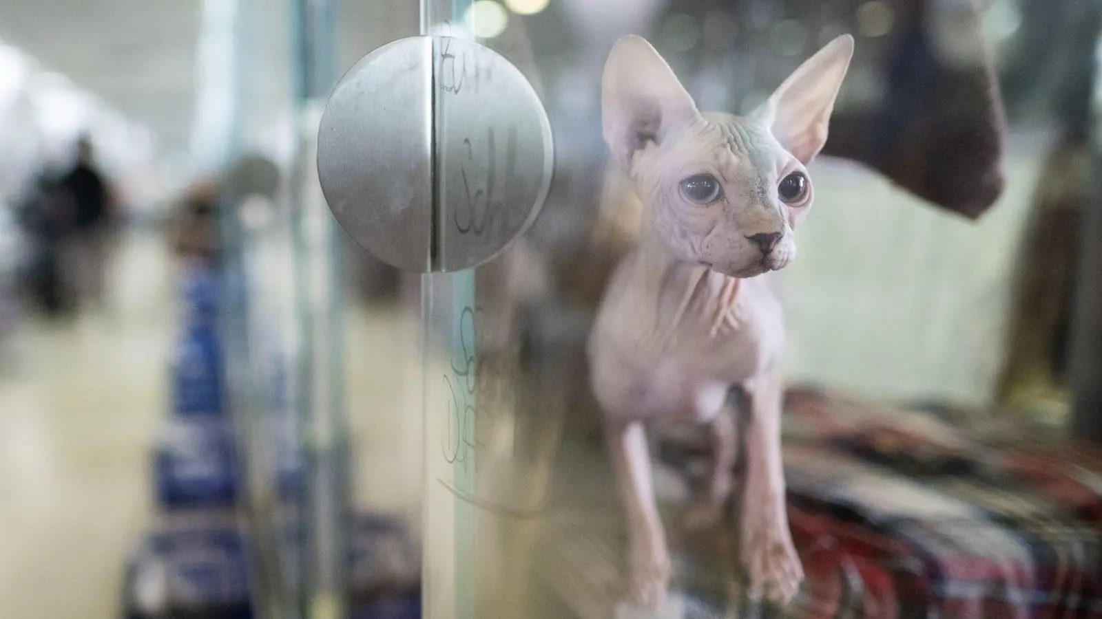 Tiere werden in Heimen umsorgt. Doch wer unterstützt die Einrichtungen? (Archivbild) (Foto: Sebastian Christoph Gollnow/dpa)