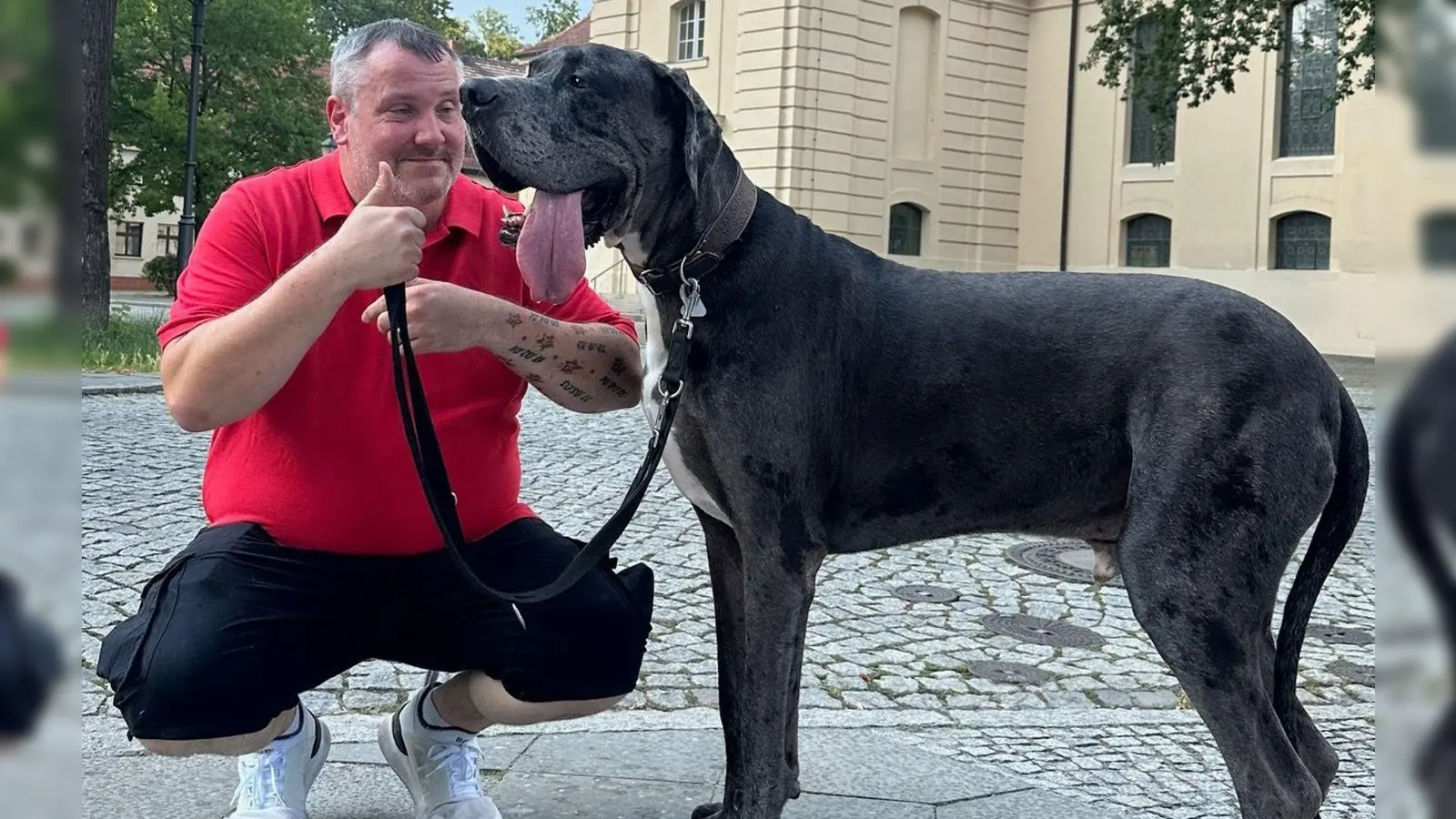 Dogge Ramses und Besitzer Patrick Hein: Schafft es der Hund als größter lebender Hund ins Guinness-Buch der Rekorde? (Foto: Tobias Grahn/TNN/dpa)