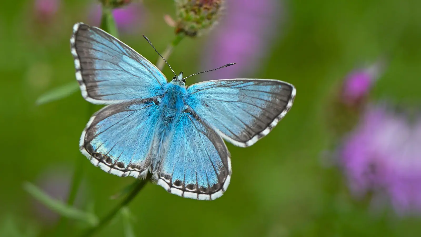 Was für ein schöner Schmetterling! Aber welche Art ist es? Die Antwort: sehr wahrscheinlich ein Faulbaum-Bläuling. (Foto: Patrick Pleul/dpa/dpa-tmn)