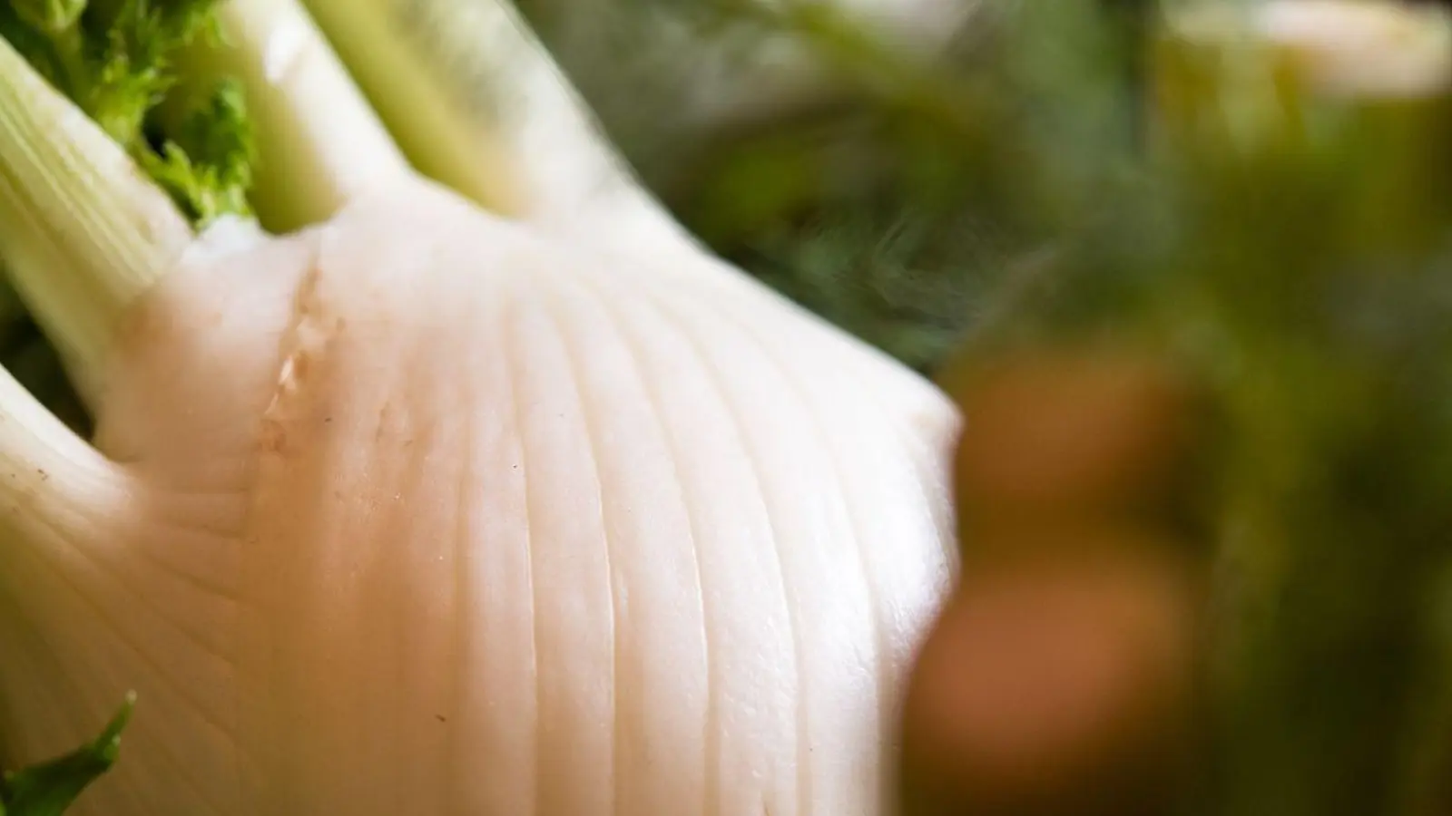 Die perfekte Zeit für Fenchel: Jetzt startet die Hauptsaison für das unterschätzte Gemüse mit dem süßlichen Anisaroma. (Foto: Franziska Gabbert/dpa-tmn)