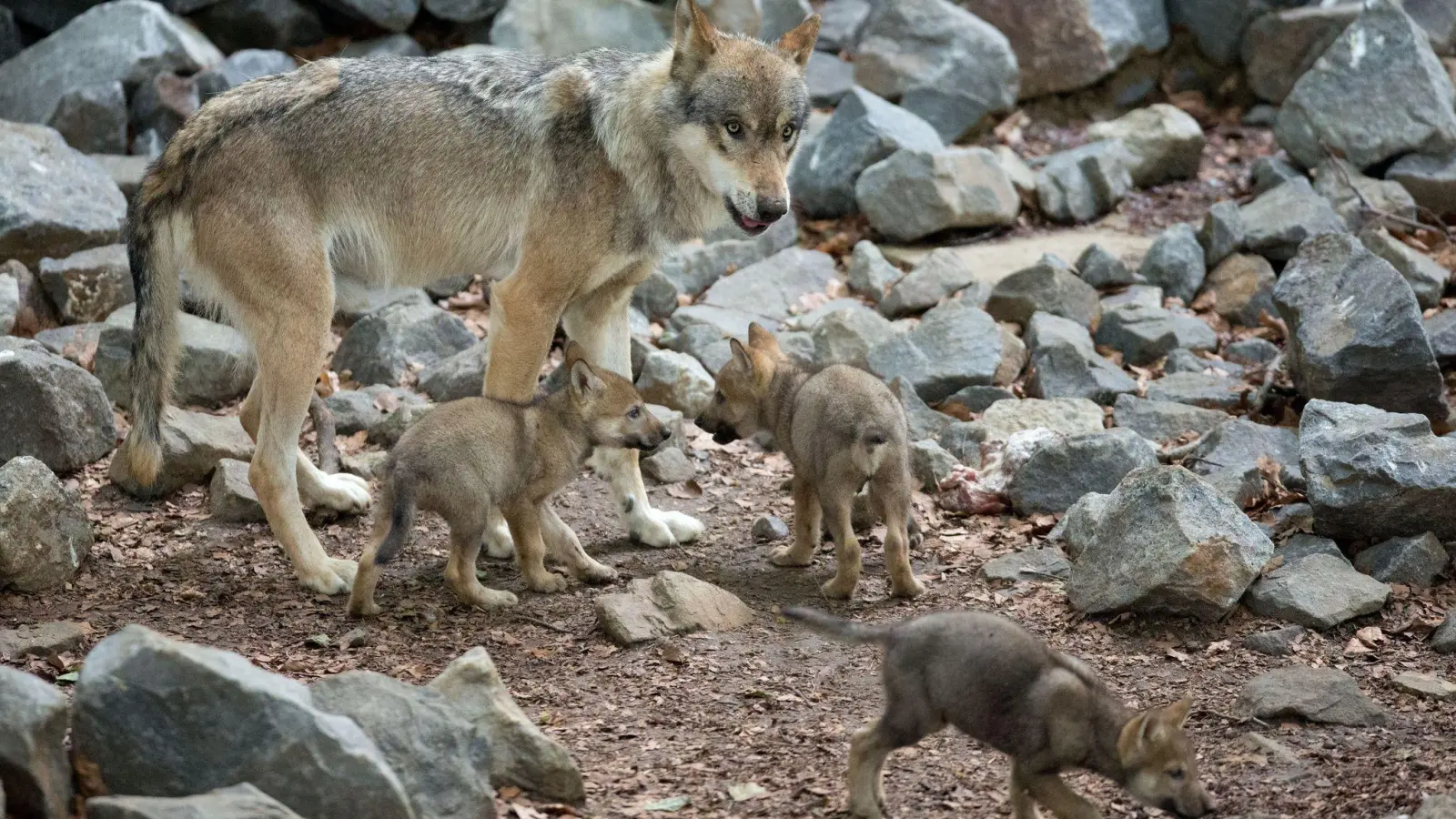 Rund 14 Monate nach ihrem Inkrafttreten steht die umstrittene bayerische Wolfsverordnung  muss Bayerns Verwaltungsgerichtshof klären, ob europäisches und deutsches Recht auch im Freistaat im Umgang mit Wölfen gelten. (Archivbild)  (Foto: Friso Gentsch/dpa)