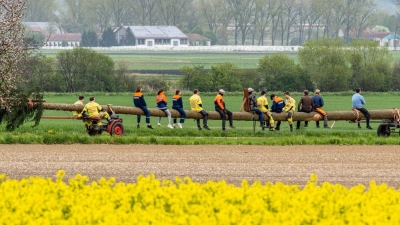 Normalerweise wird ein gestohlener Maibaum heimlich abtransportiert. In Gülchsheim schlugen Unbekante derweil mit der Säge zu. (Symbolbild: Armin Weigel/dpa)