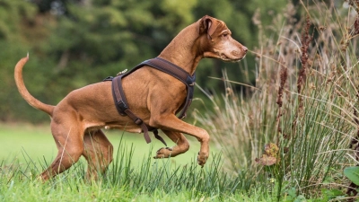 Kurz nicht hingeguckt, schon ist er weg: Jagdhunde überlegen nicht lange. (Foto: Anna Auerbach/Kosmos Verlag/dpa-tmn)