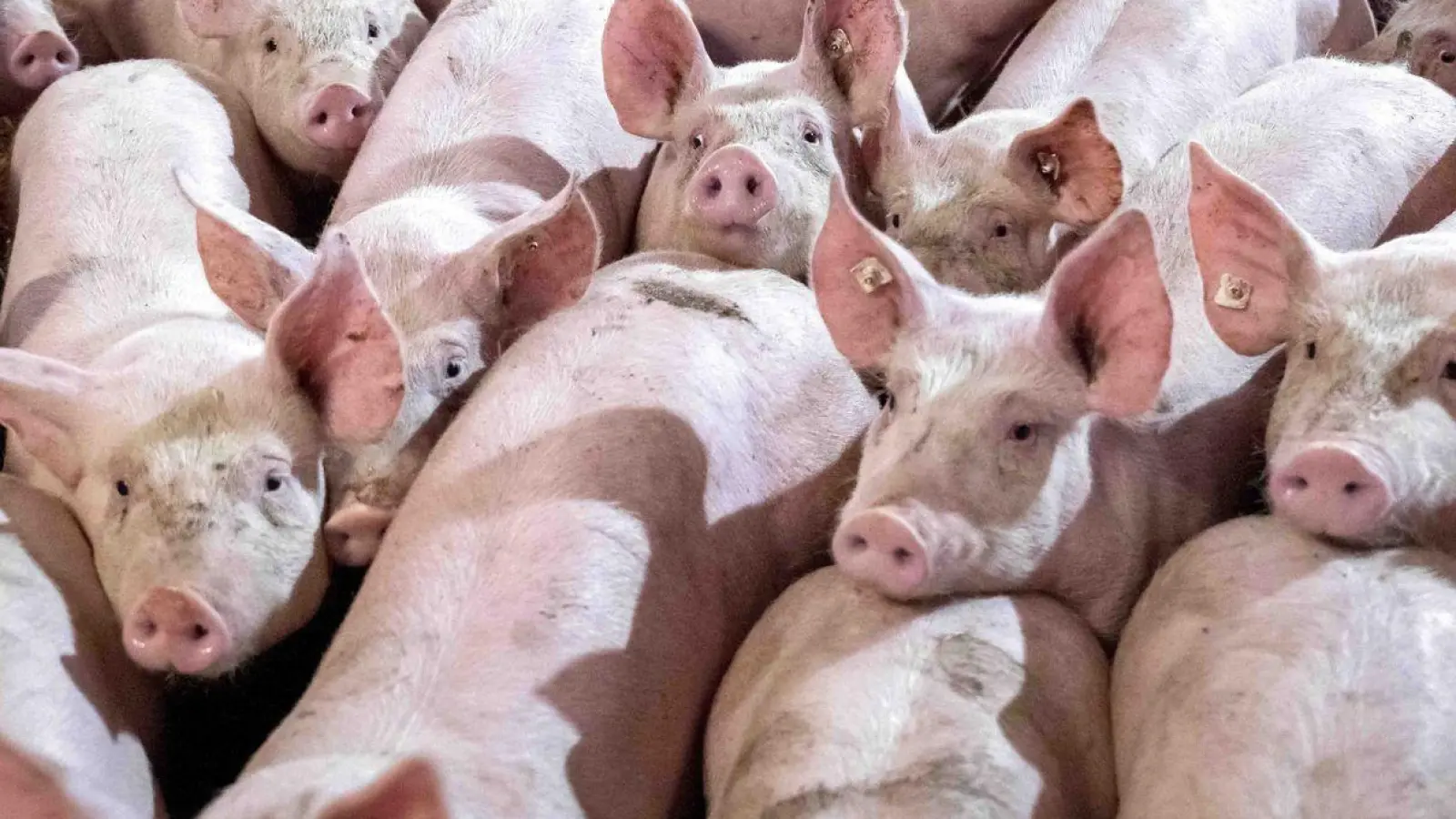 Schweine in einem Mastbetrieb. (Foto: Sina Schuldt/dpa)