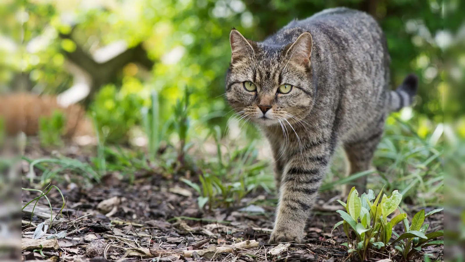 Stromert die Katze gerne im Freien, bleiben Zecken oft nicht aus. Wer sein Tier davor schützen möchte, sollte aber nicht zu Mitteln mit dem Wirkstoff Permethrin greifen. (Foto: Franziska Gabbert/dpa-tmn)