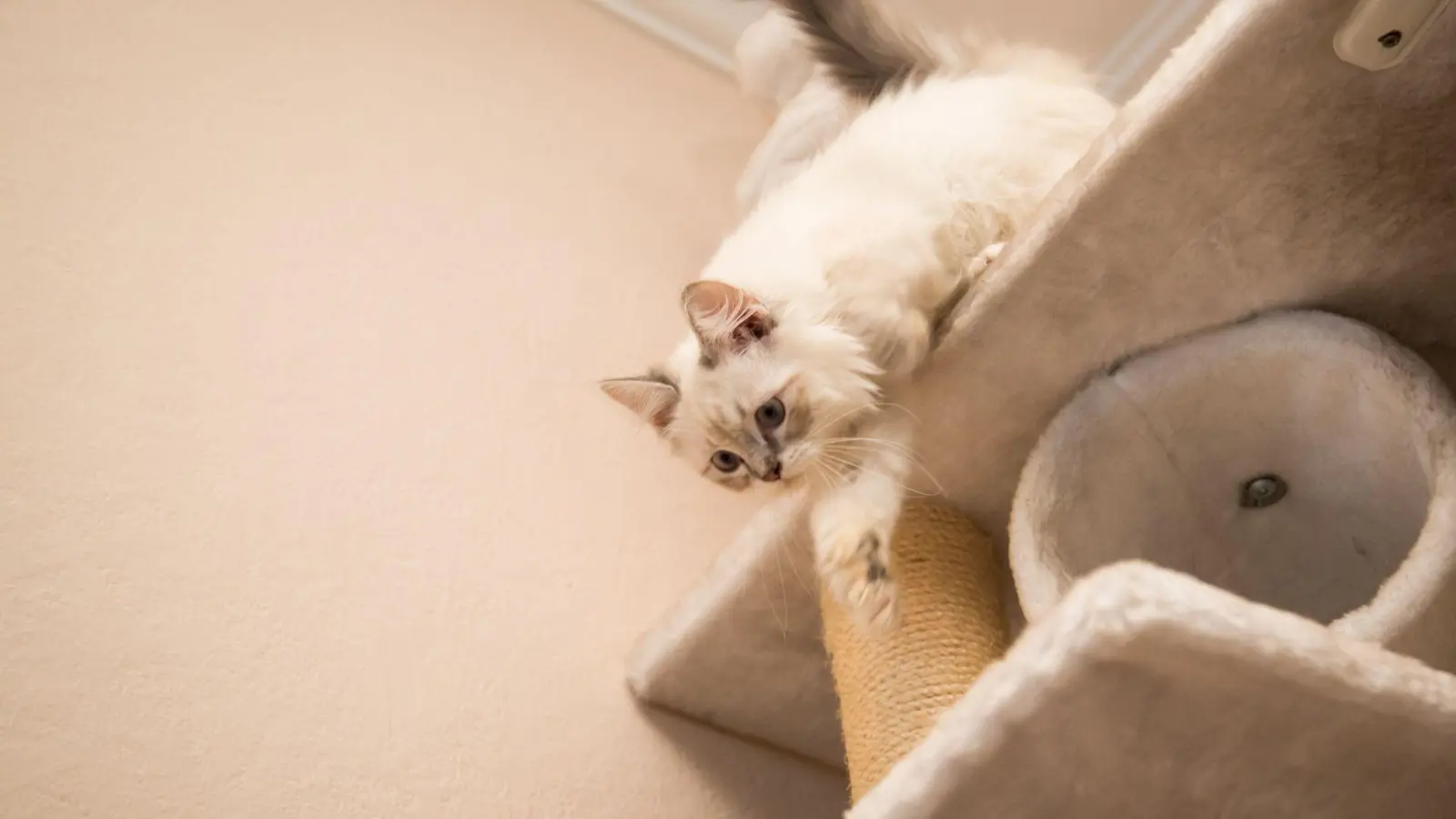 Plüsch statt glattlackierter Bretter auf der Kletterplattform gibt der Katze Halt. (Foto: Christin Klose/dpa-tmn)