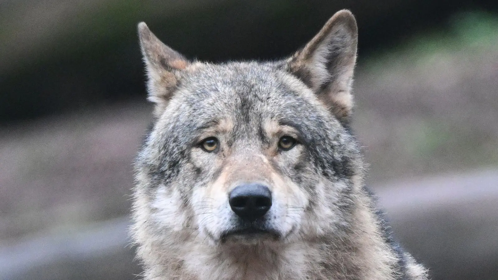 In Bayern gibt es landesweit noch immer nur wenige Wölfe. Dennoch sorgt der Umgang mit den Tieren seit Jahren für viele hochemotionale Debatten. (Symbolbild) (Foto: Bernd Weißbrod/dpa)