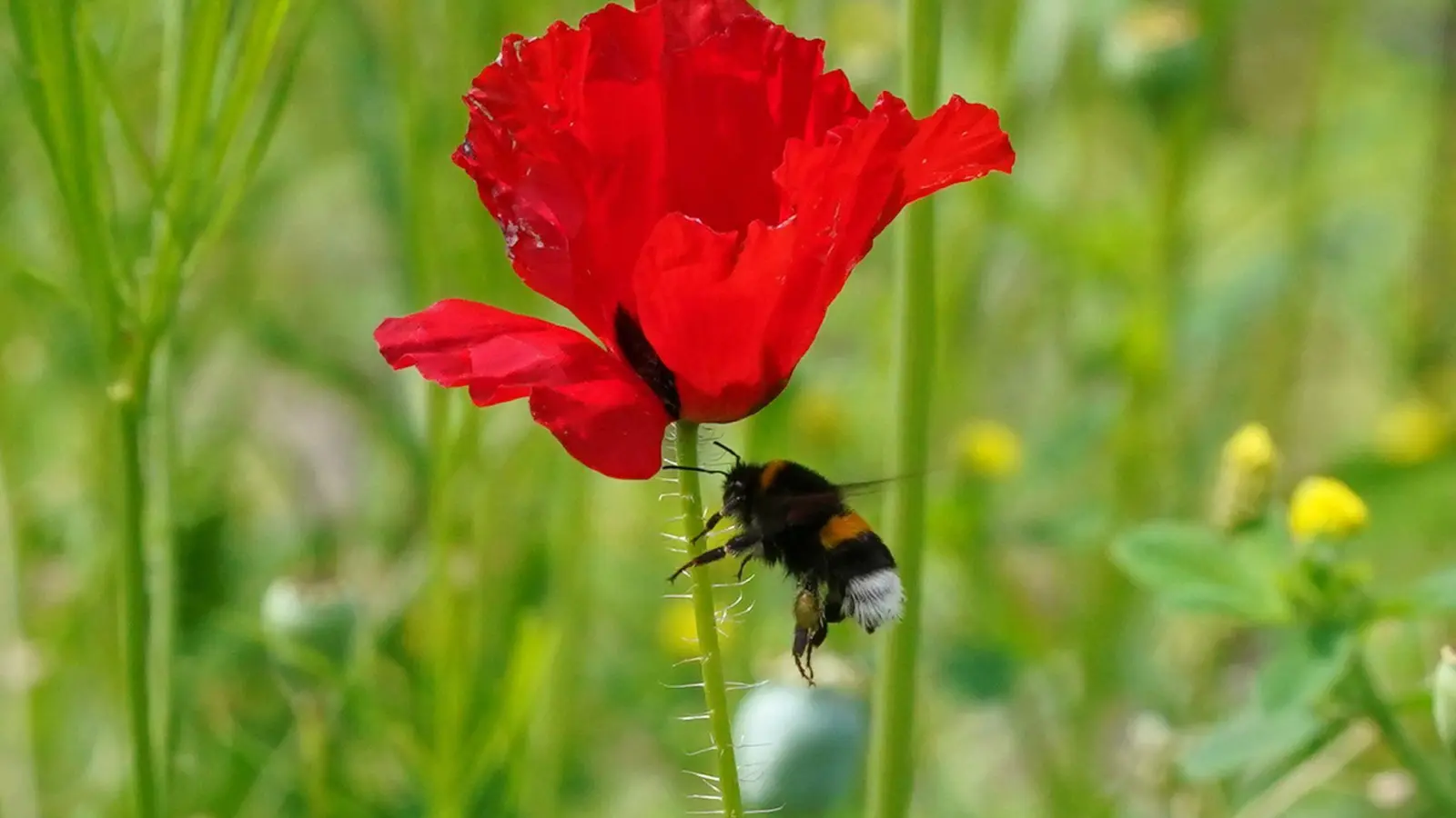 Eine Hummel fliegt an eine Blüte auf einer Wildblumenwiese im Park „Planten un Blomen“. Schon vier Quadratmeter Wildblumenwiese in einem Garten können eine wertvolle Oase für Insekten sein. (Foto: Marcus Brandt/dpa)