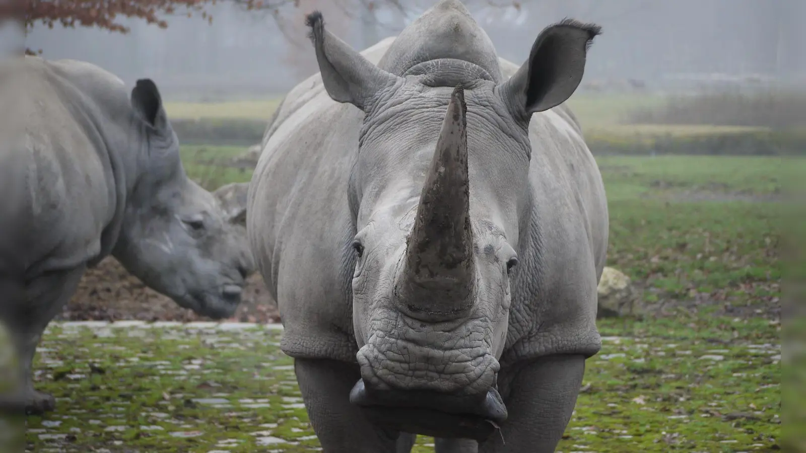 Die Nashornkuh Kibibi musste eingeschläfert werden. (Archivbild) (Foto: Zoo Augsburg)